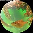 ./images/calvert/underwater/20260707/underwater20260707_135501M.jpg