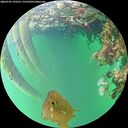 ./images/calvert/underwater/20260707/underwater20260707_192501M.jpg