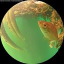 ./images/calvert/underwater/20260707/underwater20260707_203501M.jpg