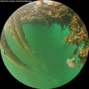 ./images/calvert/underwater/20260707/underwater20260707_211001M.jpg
