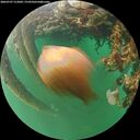 ./images/calvert/underwater/20260707/underwater20260707_212001M.jpg
