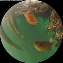 ./images/calvert/underwater/20260707/underwater20260707_214501M.jpg