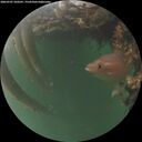 ./images/calvert/underwater/20260707/underwater20260707_220501M.jpg