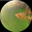./images/calvert/underwater/20260708/underwater20260708_101002M.jpg