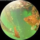 ./images/calvert/underwater/20260708/underwater20260708_123501M.jpg