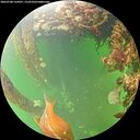 ./images/calvert/underwater/20260708/underwater20260708_134501M.jpg