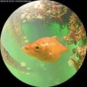 ./images/calvert/underwater/20260708/underwater20260708_141501M.jpg