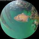 ./images/calvert/underwater/20260708/underwater20260708_203001M.jpg