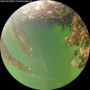 ./images/calvert/underwater/20260709/underwater20260709_063001M.jpg