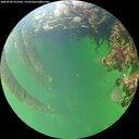 ./images/calvert/underwater/20260709/underwater20260709_072502M.jpg