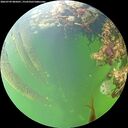 ./images/calvert/underwater/20260709/underwater20260709_085001M.jpg