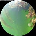 ./images/calvert/underwater/20260709/underwater20260709_085501M.jpg