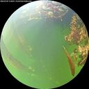 ./images/calvert/underwater/20260709/underwater20260709_113001M.jpg