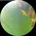 ./images/calvert/underwater/20260709/underwater20260709_122001M.jpg