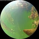 ./images/calvert/underwater/20260709/underwater20260709_131502M.jpg
