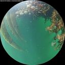 ./images/calvert/underwater/20260709/underwater20260709_204001M.jpg
