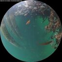 ./images/calvert/underwater/20260710/underwater20260710_214001M.jpg