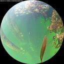 ./images/calvert/underwater/20260711/underwater20260711_144001M.jpg