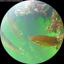 ./images/calvert/underwater/20260711/underwater20260711_153501M.jpg