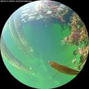 ./images/calvert/underwater/20260711/underwater20260711_184501M.jpg