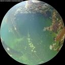 ./images/calvert/underwater/20260712/underwater20260712_063001M.jpg