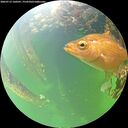 ./images/calvert/underwater/20260712/underwater20260712_160501M.jpg
