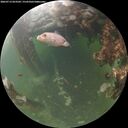 ./images/calvert/underwater/20260713/underwater20260713_053502M.jpg