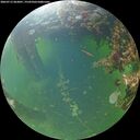 ./images/calvert/underwater/20260713/underwater20260713_063001M.jpg