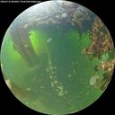 ./images/calvert/underwater/20260713/underwater20260713_065002M.jpg