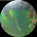 ./images/calvert/underwater/20260713/underwater20260713_070002M.jpg