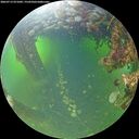 ./images/calvert/underwater/20260713/underwater20260713_071001M.jpg