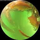 ./images/calvert/underwater/20260713/underwater20260713_163001M.jpg