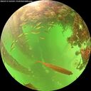 ./images/calvert/underwater/20260713/underwater20260713_165501M.jpg