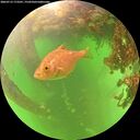 ./images/calvert/underwater/20260713/underwater20260713_173501M.jpg
