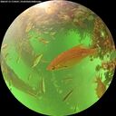 ./images/calvert/underwater/20260713/underwater20260713_174501M.jpg