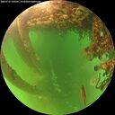 ./images/calvert/underwater/20260713/underwater20260713_195501M.jpg