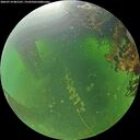 ./images/calvert/underwater/20260714/underwater20260714_081501M.jpg