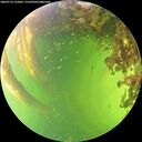 ./images/calvert/underwater/20260714/underwater20260714_155001M.jpg