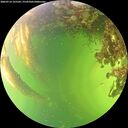 ./images/calvert/underwater/20260714/underwater20260714_155501M.jpg