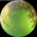 ./images/calvert/underwater/20260714/underwater20260714_161502M.jpg