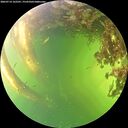 ./images/calvert/underwater/20260714/underwater20260714_162501M.jpg