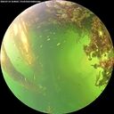 ./images/calvert/underwater/20260714/underwater20260714_164001M.jpg