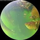 ./images/calvert/underwater/20260714/underwater20260714_181001M.jpg