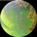 ./images/calvert/underwater/20260714/underwater20260714_185501M.jpg