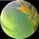 ./images/calvert/underwater/20260714/underwater20260714_190002M.jpg