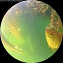 ./images/calvert/underwater/20260714/underwater20260714_192002M.jpg