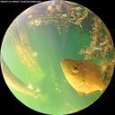 ./images/calvert/underwater/20260714/underwater20260714_194002M.jpg