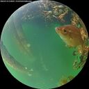 ./images/calvert/underwater/20260714/underwater20260714_210001M.jpg