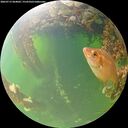 ./images/calvert/underwater/20260715/underwater20260715_064002M.jpg