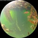 ./images/calvert/underwater/20260715/underwater20260715_065002M.jpg